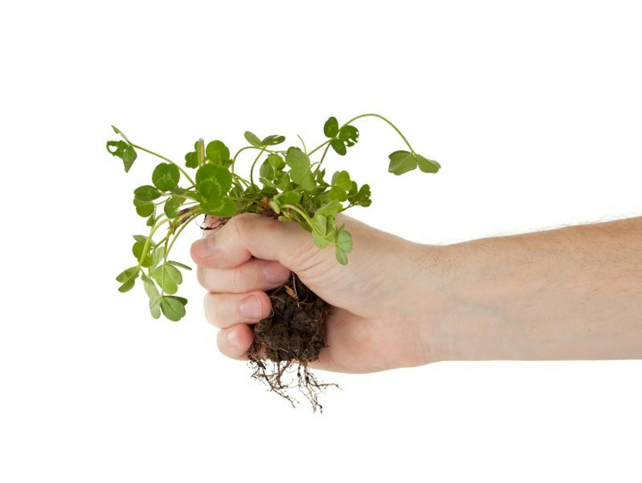 weedsHand holding a clover plant by the roots, isolated on white. ISTOCK