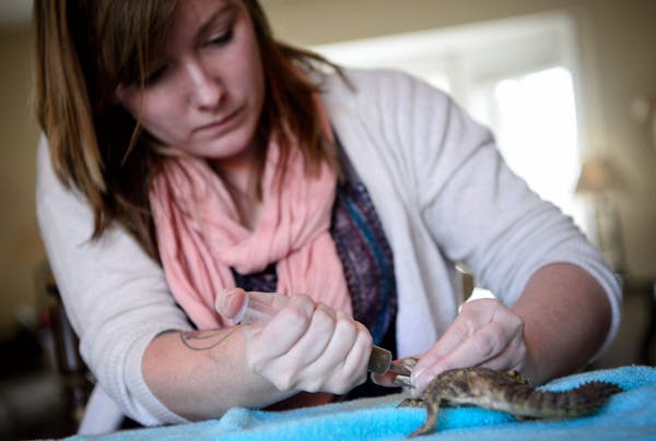 Kirsten Engeseth, who started Creepy Crawly Animal Rescue, fed Zilla, a lizard that came to her ill and with a broken jaw.