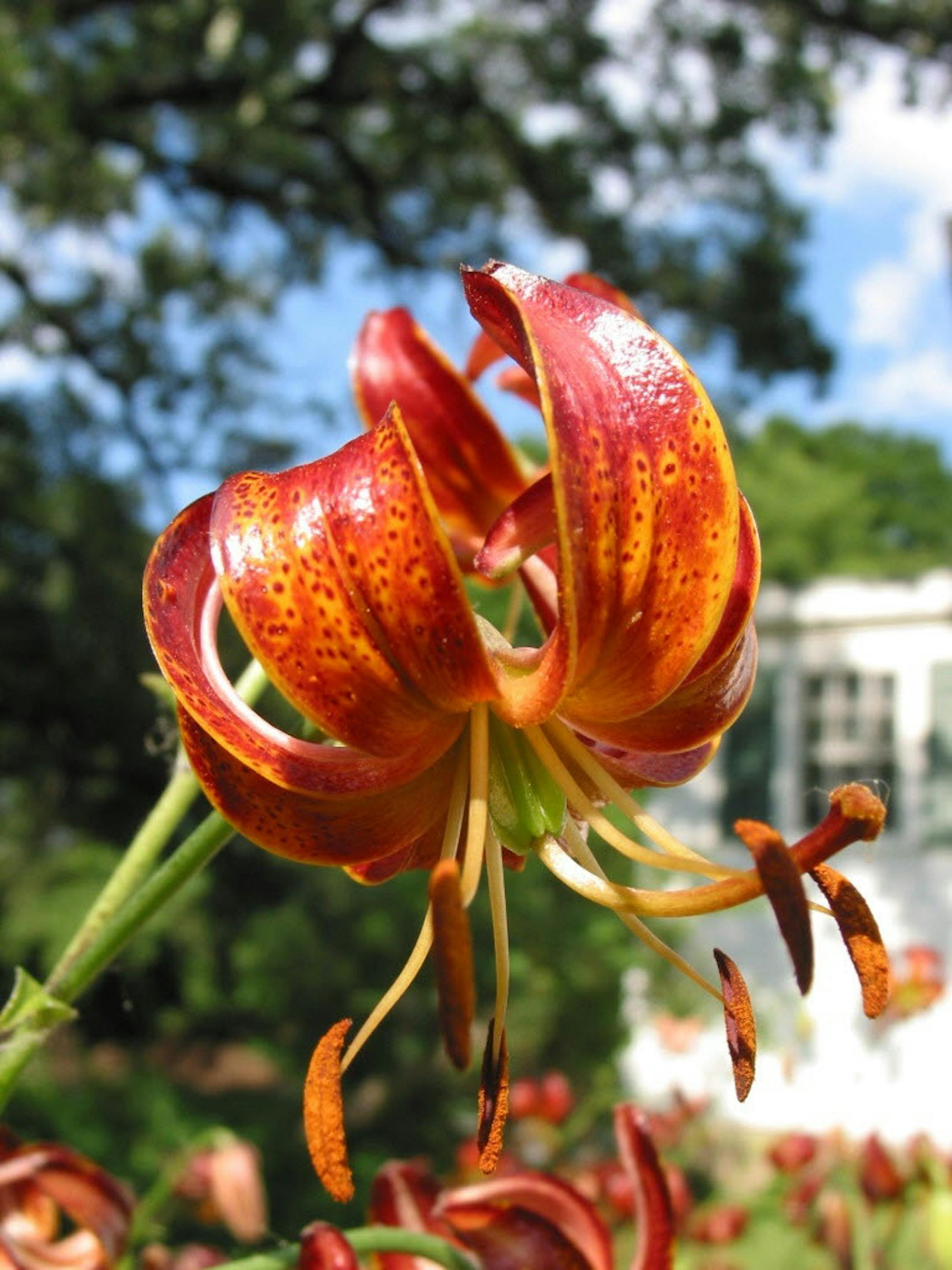 Lily martagon 'Dalhansonii' from Funkie Gardens
