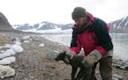 This fox, fitted with a satellite tracking collar in Norway's Svalbard Archipelago two years ago, walked to Canada.