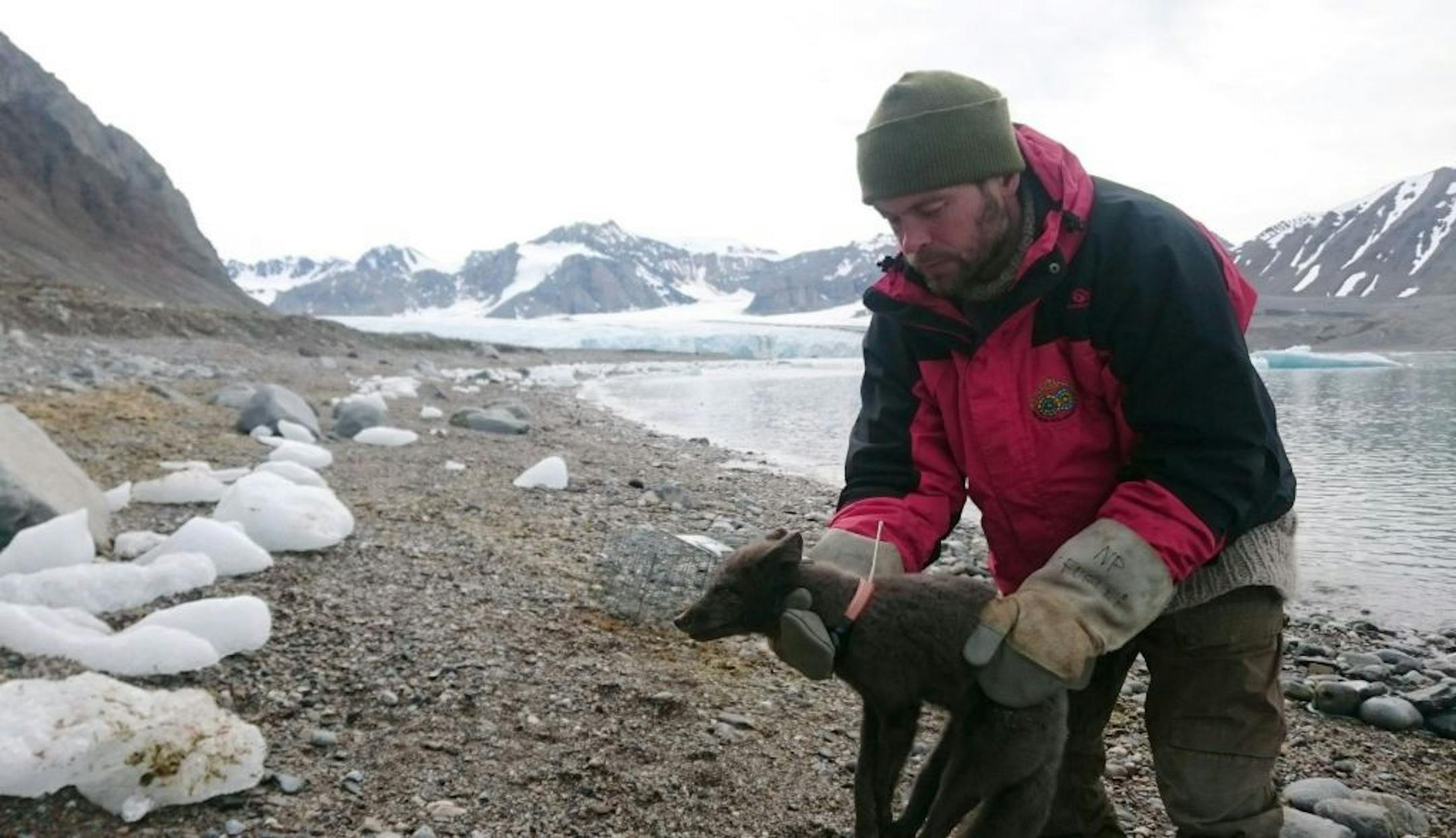 This fox, fitted with a satellite tracking collar in Norway's Svalbard Archipelago two years ago, walked to Canada.