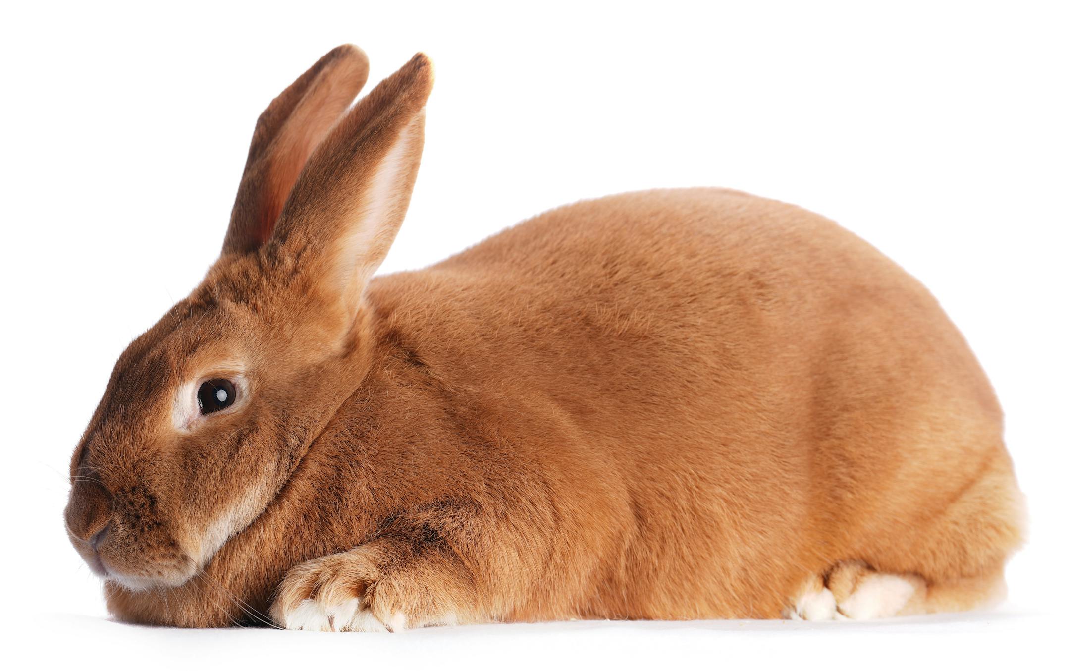 A New Zealand rabbit shown by Karley Hamilton of Owatonna, Minn.