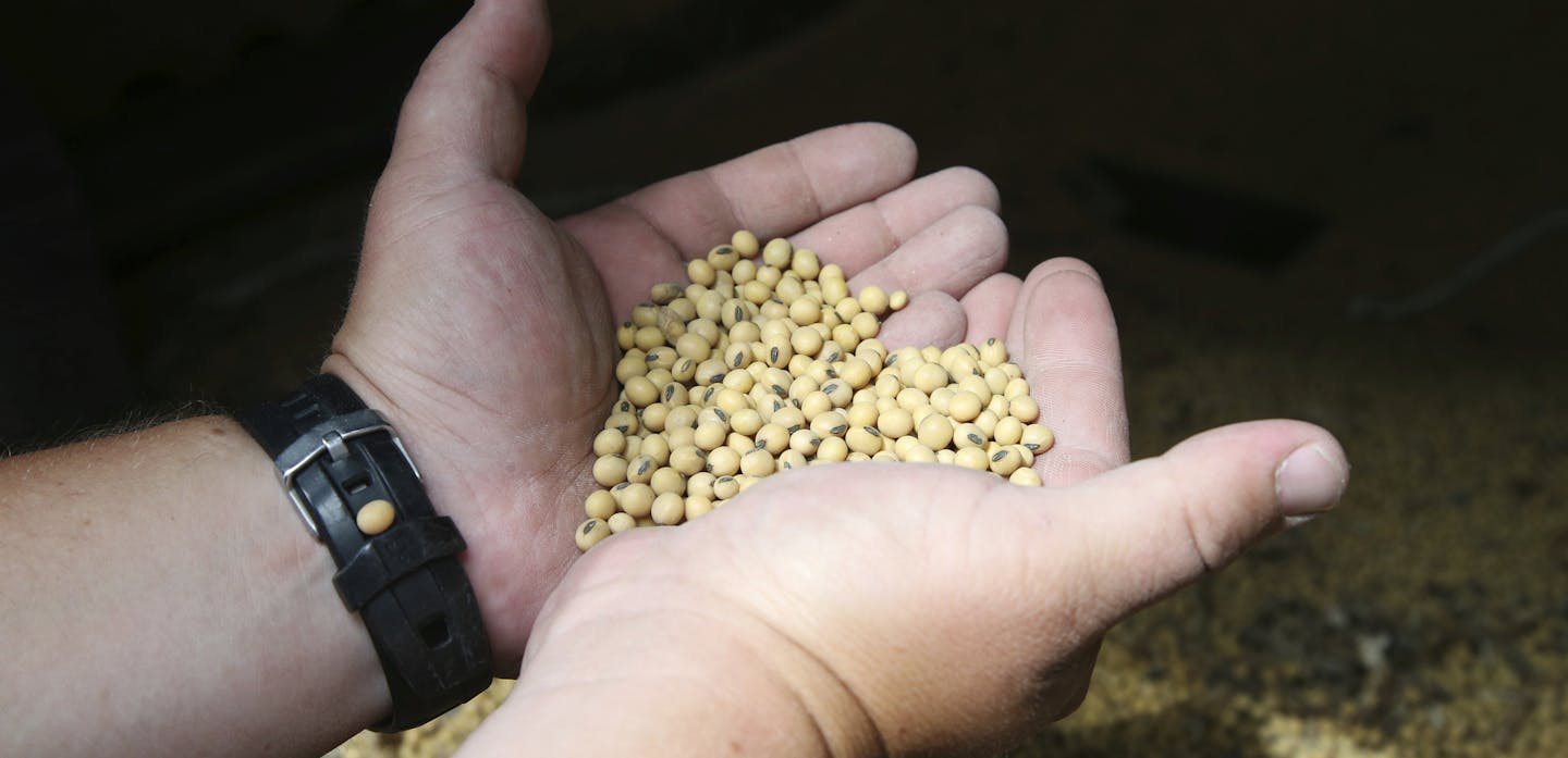 In this July 18, 2018 photo, soybean farmer Michael Petefish holds soybeans from last season's crop at his farm near Claremont in southern Minnesota. American farmers have put the brakes on unnecessary spending as the U.S.-China trade war escalates, hoping the two countries work out their differences before the full impact of China's retaliatory tariffs hits American soybean and pork producers. (AP Photo/Jim Mone)