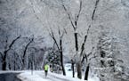 The urban canopy at Lake Harriet, enhanced by an overnight snow in this photo from January.