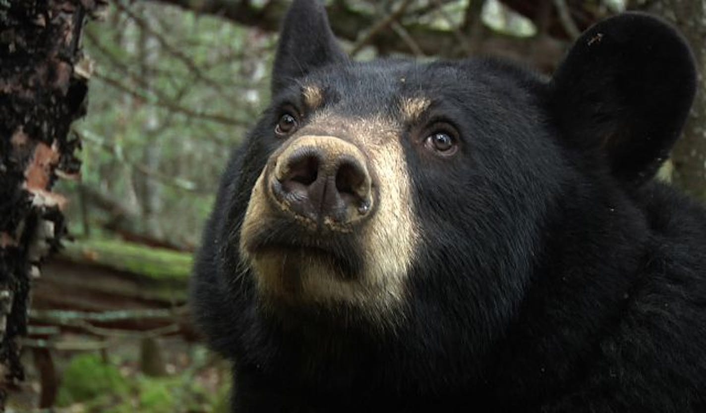 A black bear