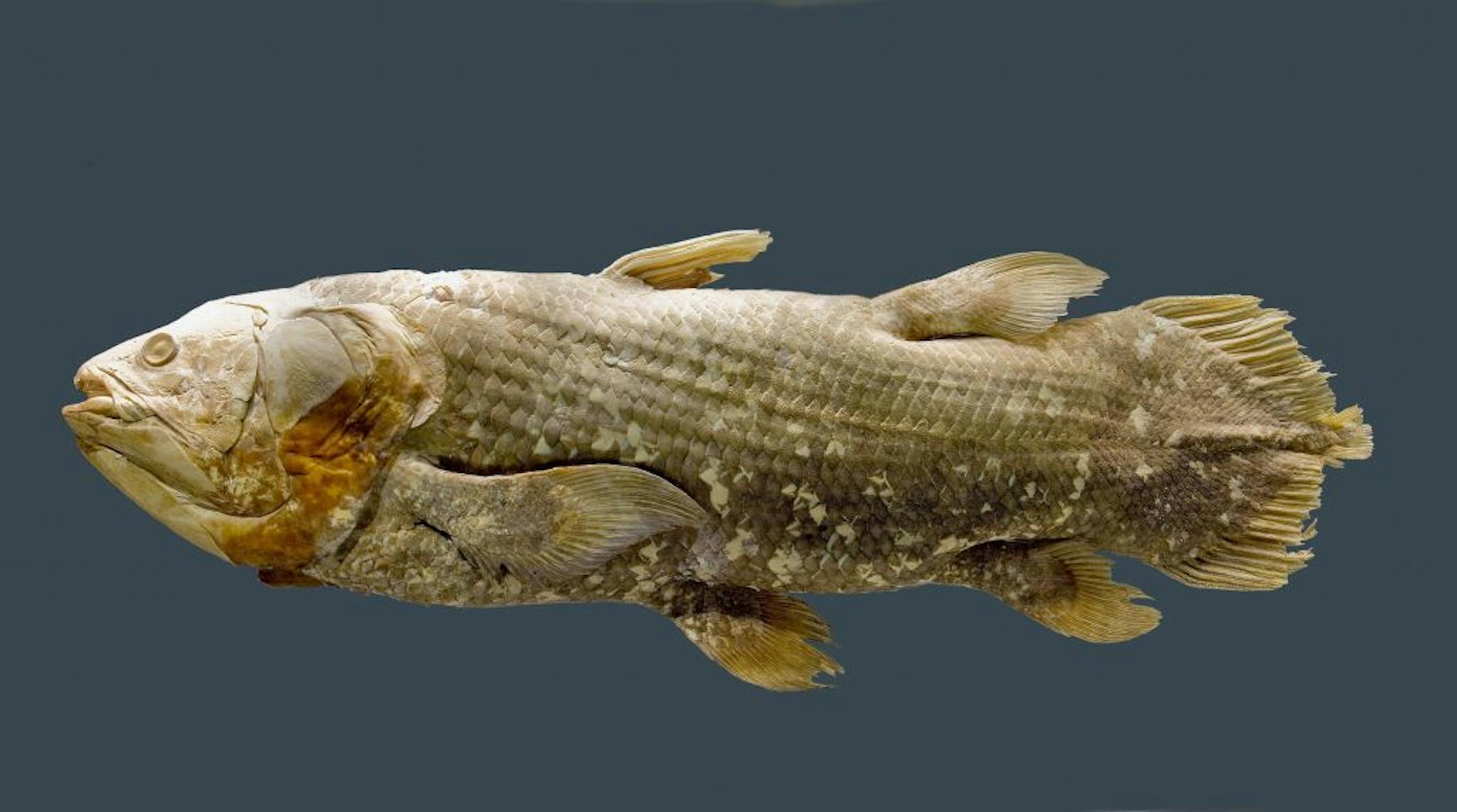 This 2008 image made available by the Smithsonian's National Museum of Natural History shows an African coelacanth (Latimeria chalumnae). Scientists have decoded the DNA of the celebrated "living fossil'' fish, an achievement that should help researchers study how today's land animals with backbones evolved from fishy ancestors. The African coelacanth is closely related to the fish lineage that led to mammals, amphibians, reptiles and birds, and it hasn't changed much from its ancestors of even