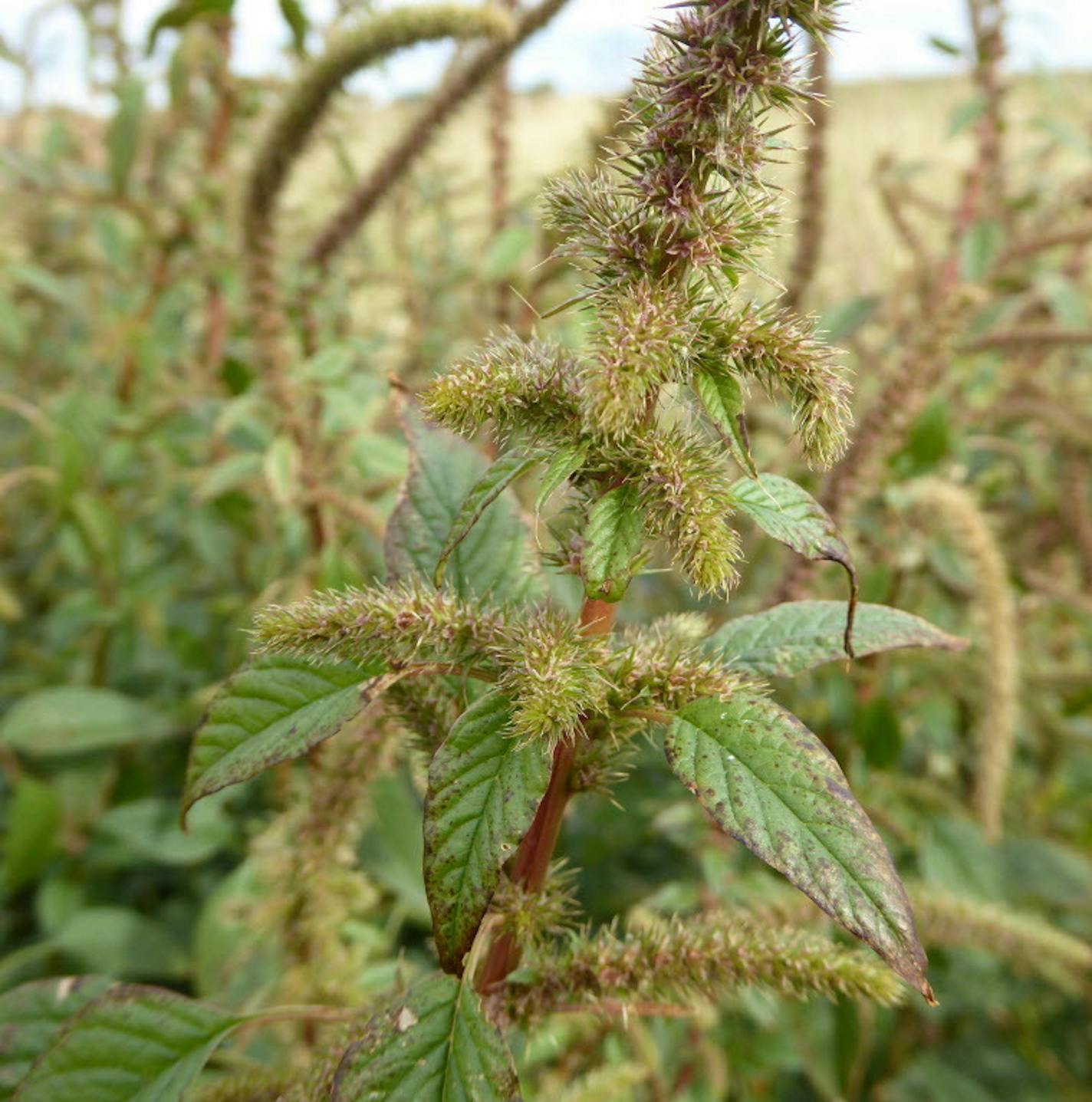 Palmer amaranth:
Palmer amaranth, a prolific and aggressive weed discovered in Minnesota in September, has devastated fields and raised the cost of farming in other states.
Photo Credit: Minnesota Department of Agriculture