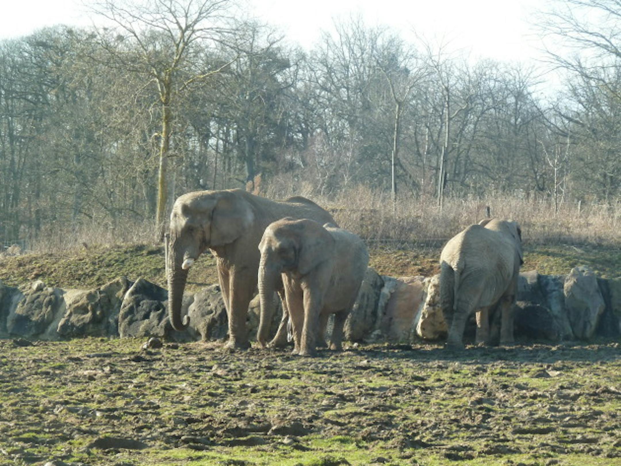 Giraffes at the zoological park