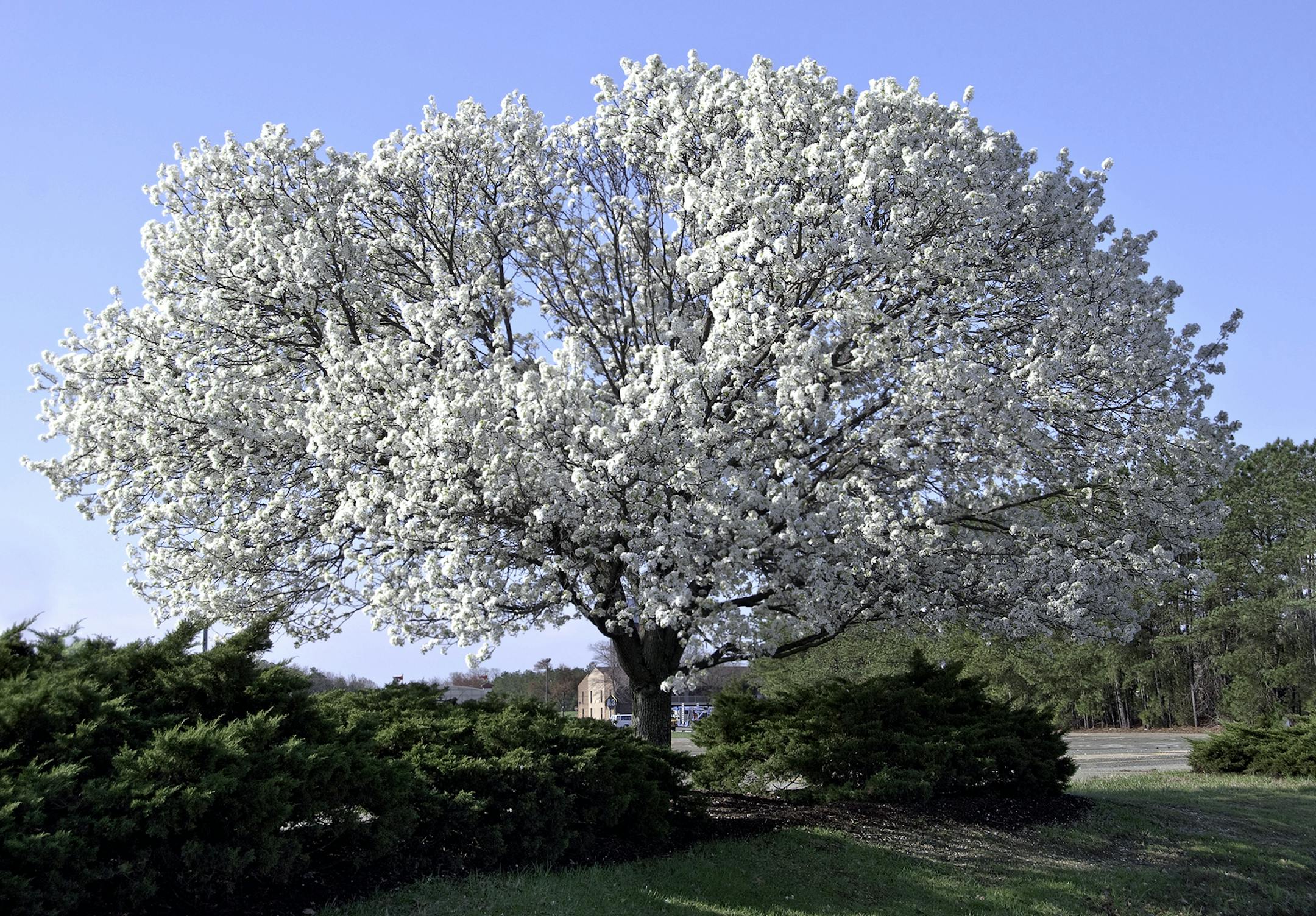 Full blooming Dogwood Tree.