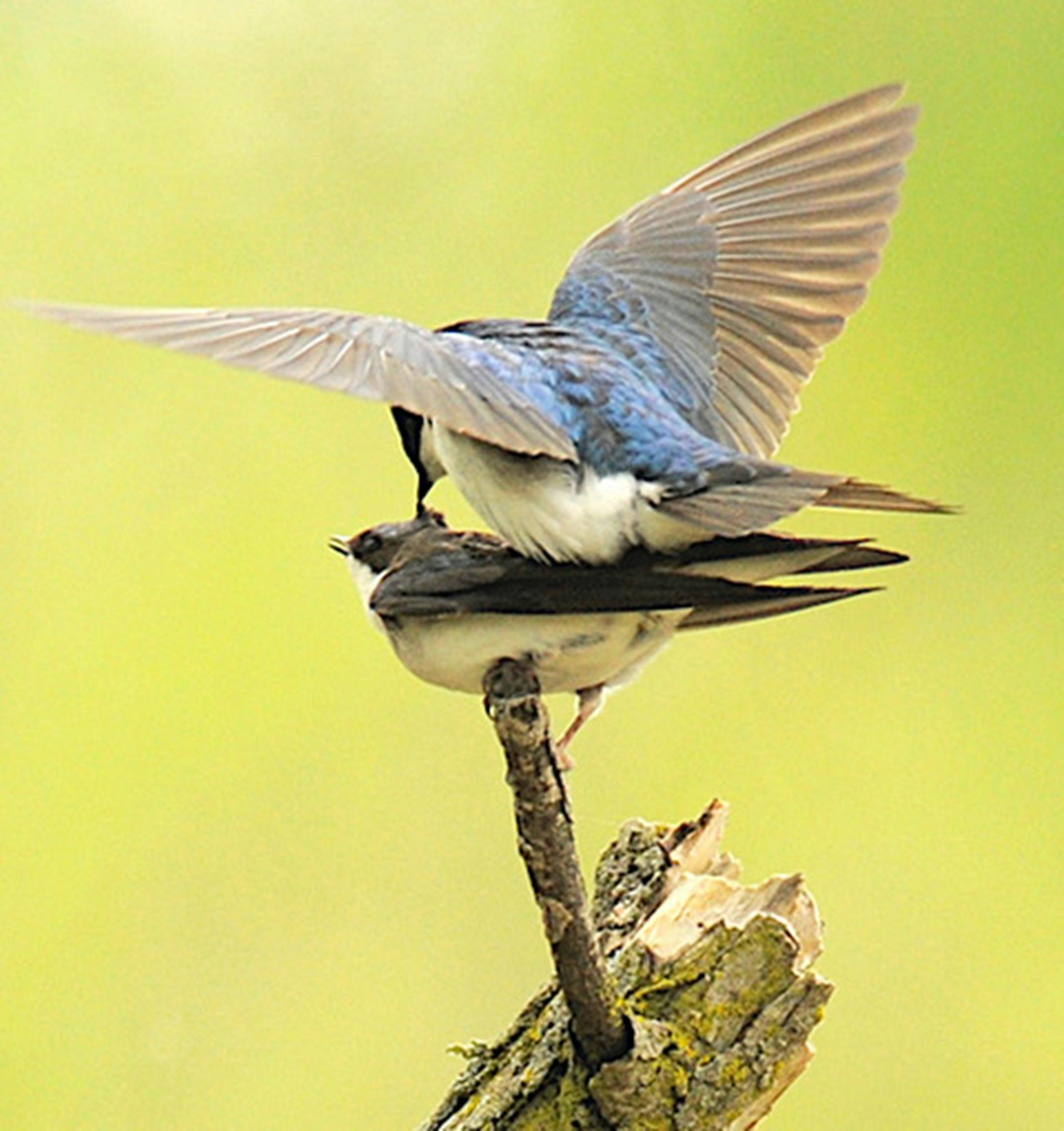 Mating tree swallows. Photo by Jim Williams