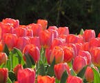 Lynn Jaffee of Edina caught the morning light on the tulips at the Minnesota Landscape Arboretum in Chanhassen. [focus052117