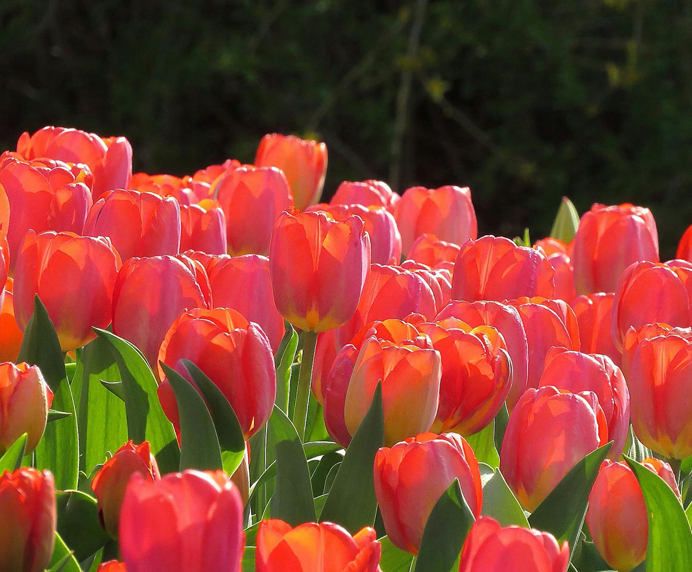 Lynn Jaffee of Edina caught the morning light on the tulips at the Minnesota Landscape Arboretum in Chanhassen. [focus052117