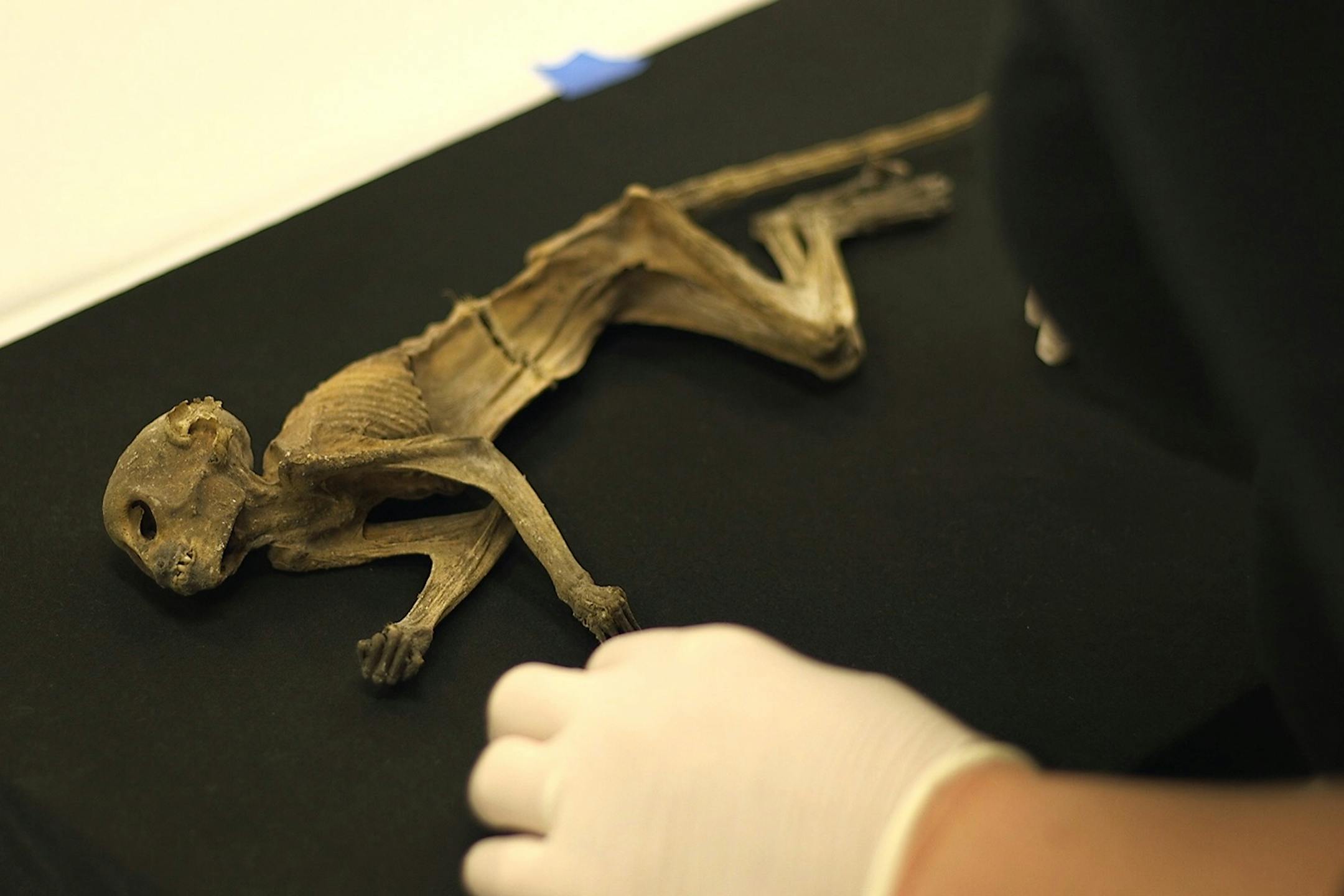 The naturally mummified monkey that made headlines when it was discovered in an air duct during the renovation of the former Dayton's department store in downtown Minneapolis goes on display at the Science Museum of Minnesota on Thursday, June 14.