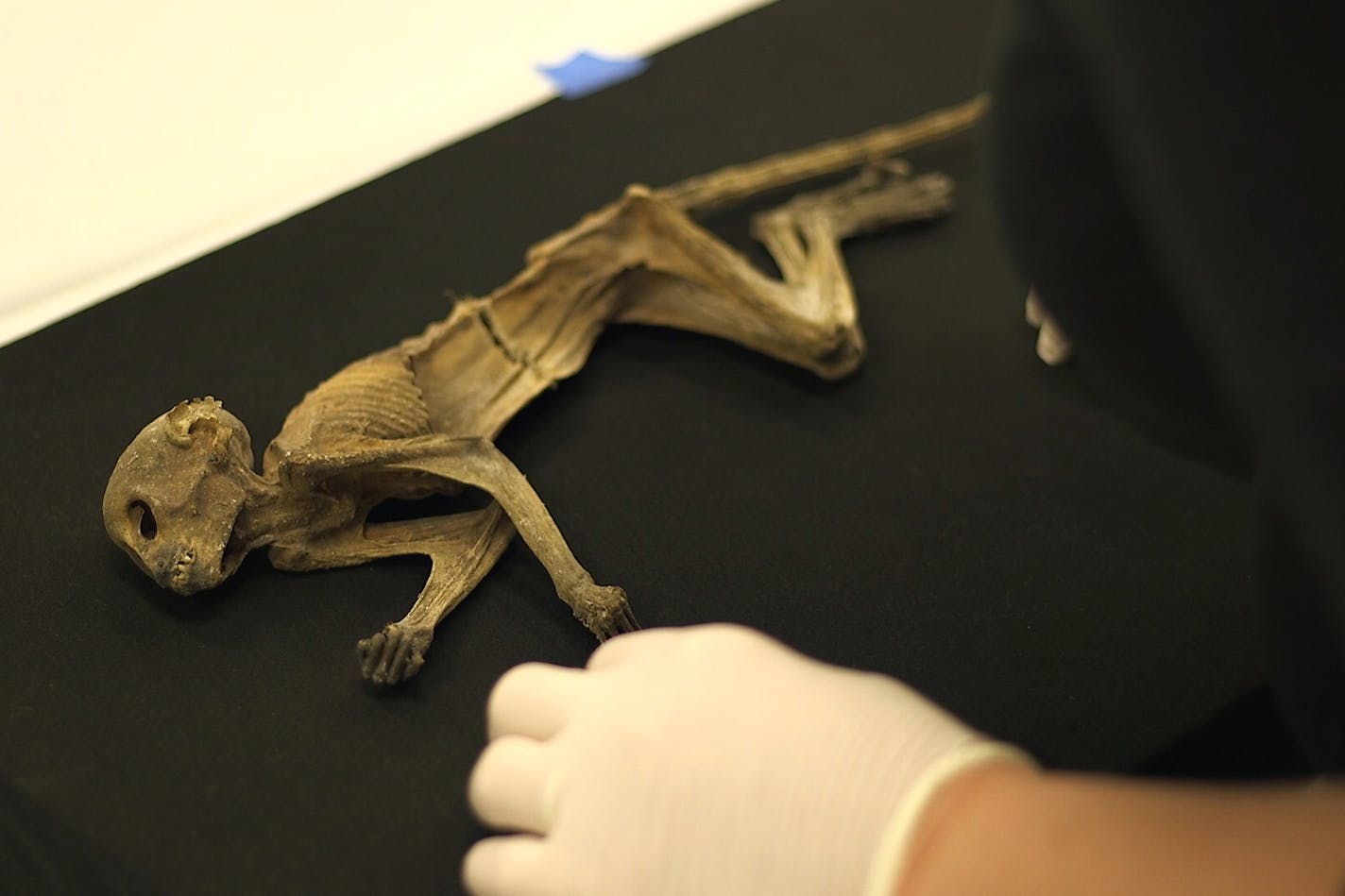 The naturally mummified monkey that made headlines when it was discovered in an air duct during the renovation of the former Dayton's department store in downtown Minneapolis goes on display at the Science Museum of Minnesota on Thursday, June 14.