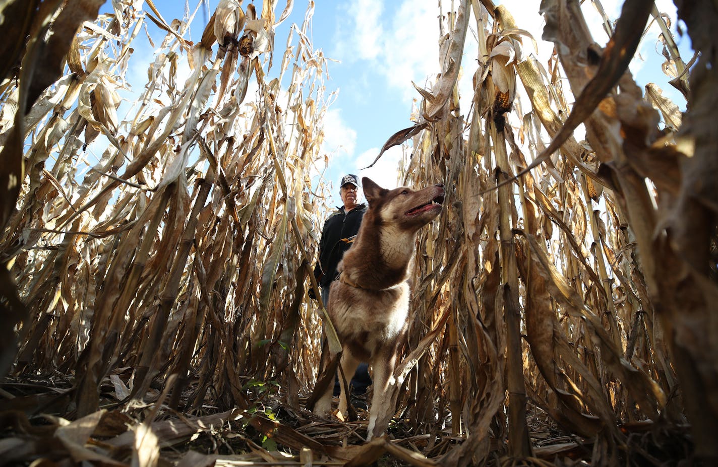 Steven Fowler of Luck WIS and his dog Cheeka searched a corn field along 15 avenue near highway 25 just north of town for missing 13-year-old Jayme Closs Tuesday October 23, 2018 in Barron, WIS. ] Jerry Holt &#xef; Jerry.holt@startribune.com