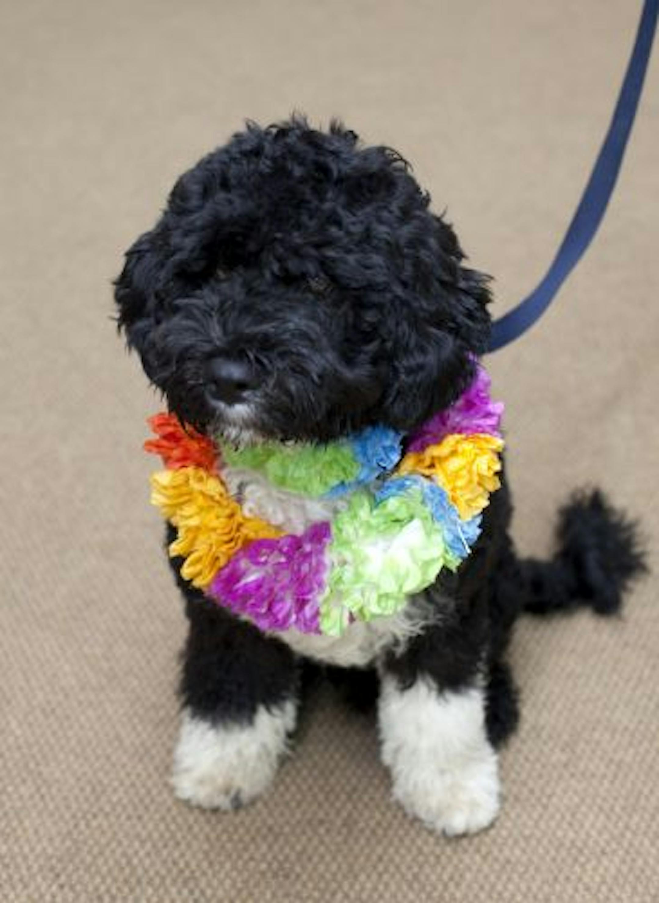 In this undated photo released by the White House, the Obama family's new dog, Bo, a six-month-old Portuguese water dog, is shown at the White House in Washington.