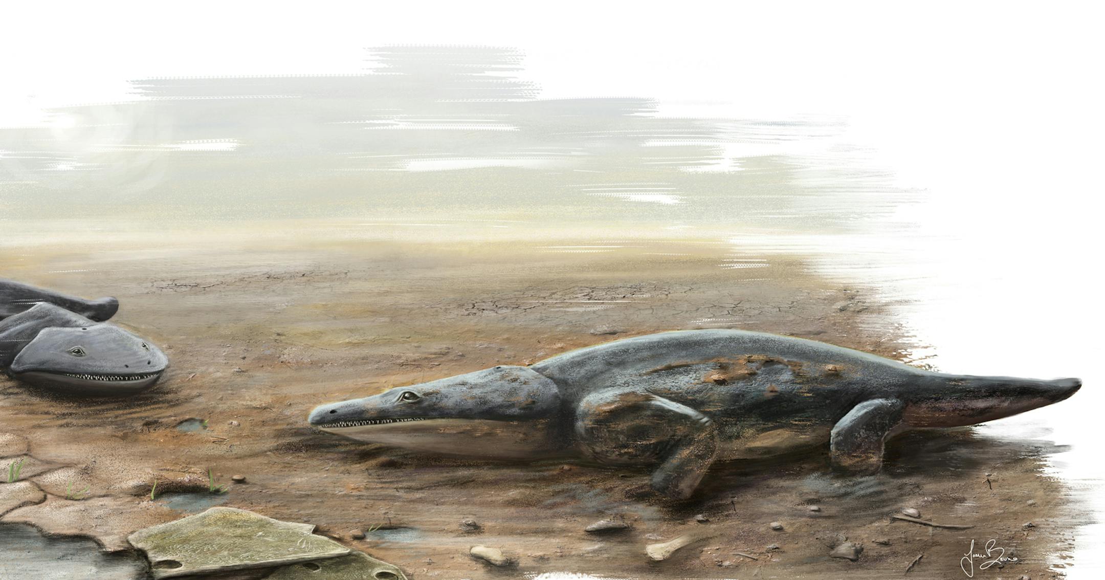 In this image made available by the University of Edinburgh on Tuesday March 24, 2015 shows an artist's rendition of a previously unknown species of crocodile-like "super salamander" that roamed the Earth more than 200 million years ago. University of Edinburgh researchers say the species discovered in Portugal was among the Earth's top predators. The team said Tuesday it was part of a wider group of primitive amphibians that were widespread at the time. (AP Photo/ University of Edinburgh, Joana