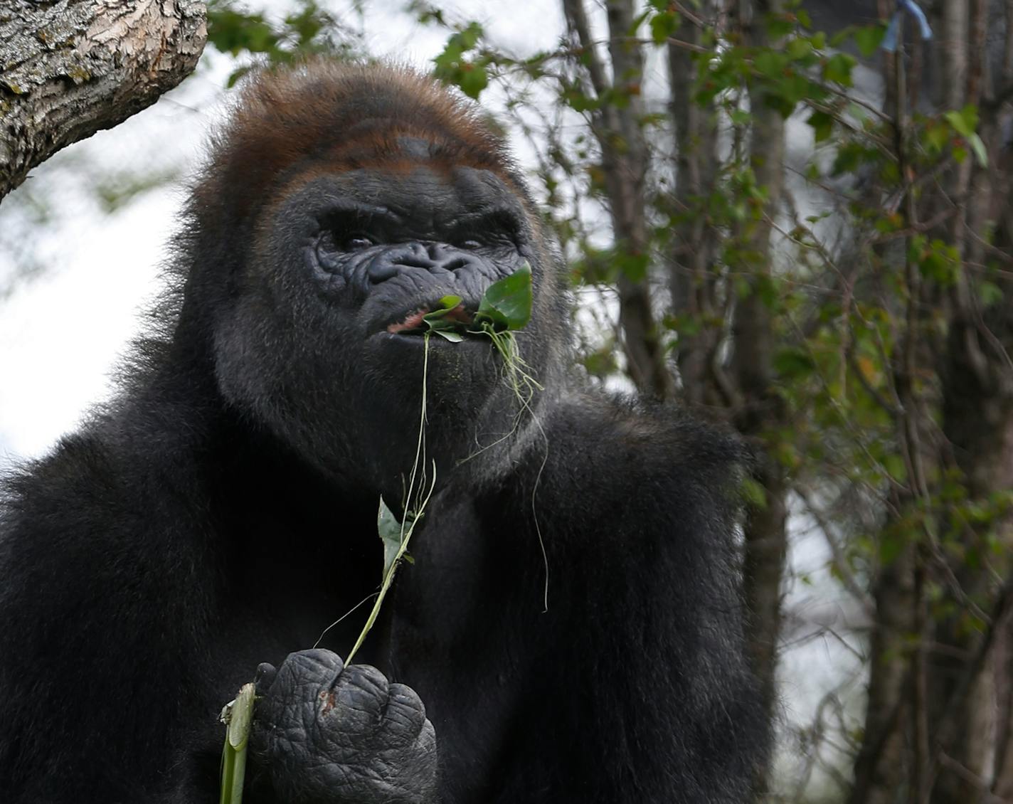 CORRECTED CAPTION - CORRECTS NEAME OF GOLILLA TO 'SCHROEDER' At the new $11 million gorilla exhibit at the Como Zoo in St. Paul, SCHROEDER the veteran silverback enjoyed the fresh foliage.] richard tsong-taatarii@startribune.com