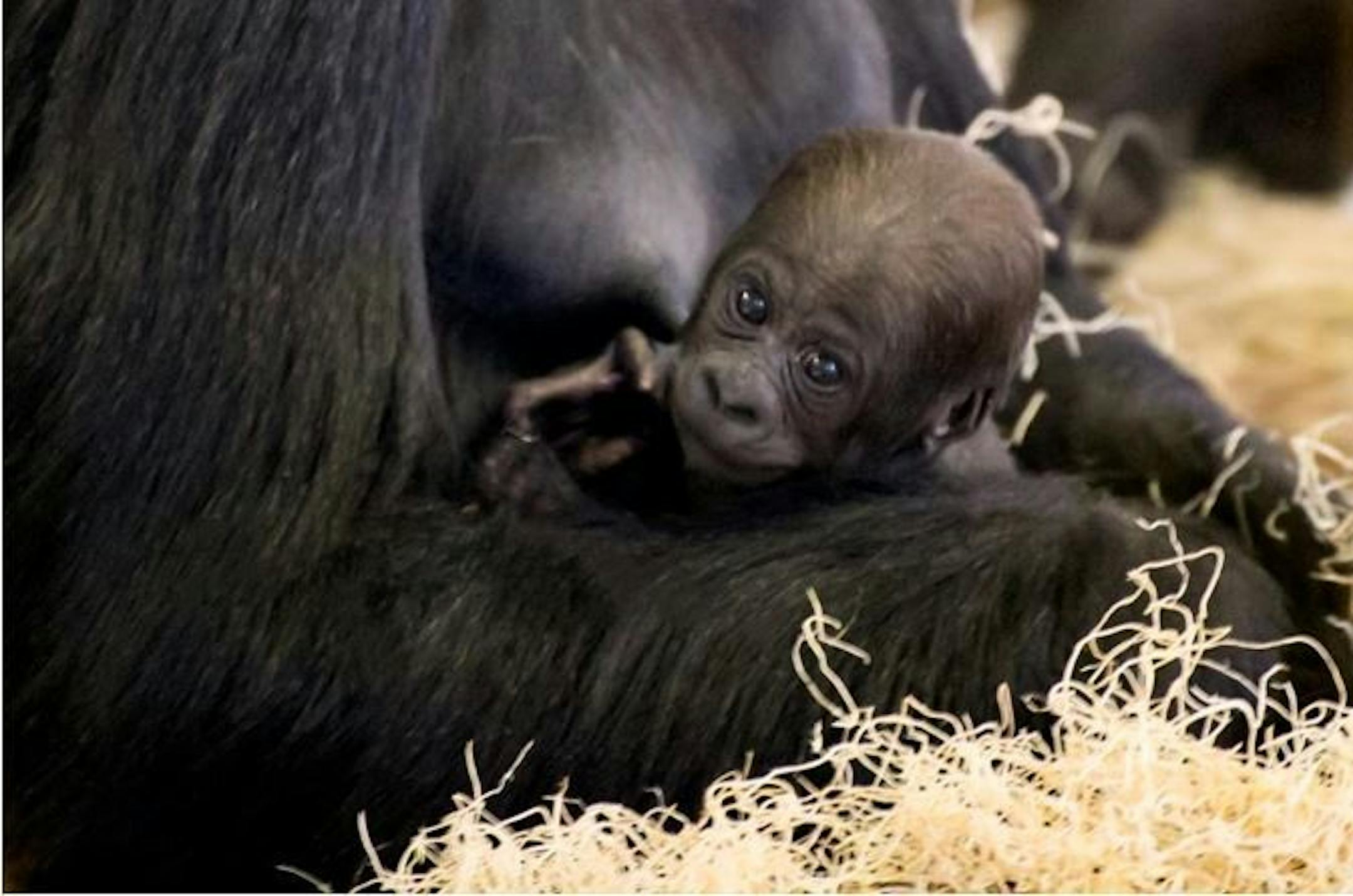 Como Zoo's newborn gorilla, Nyati, bonds with her mother, Alice.