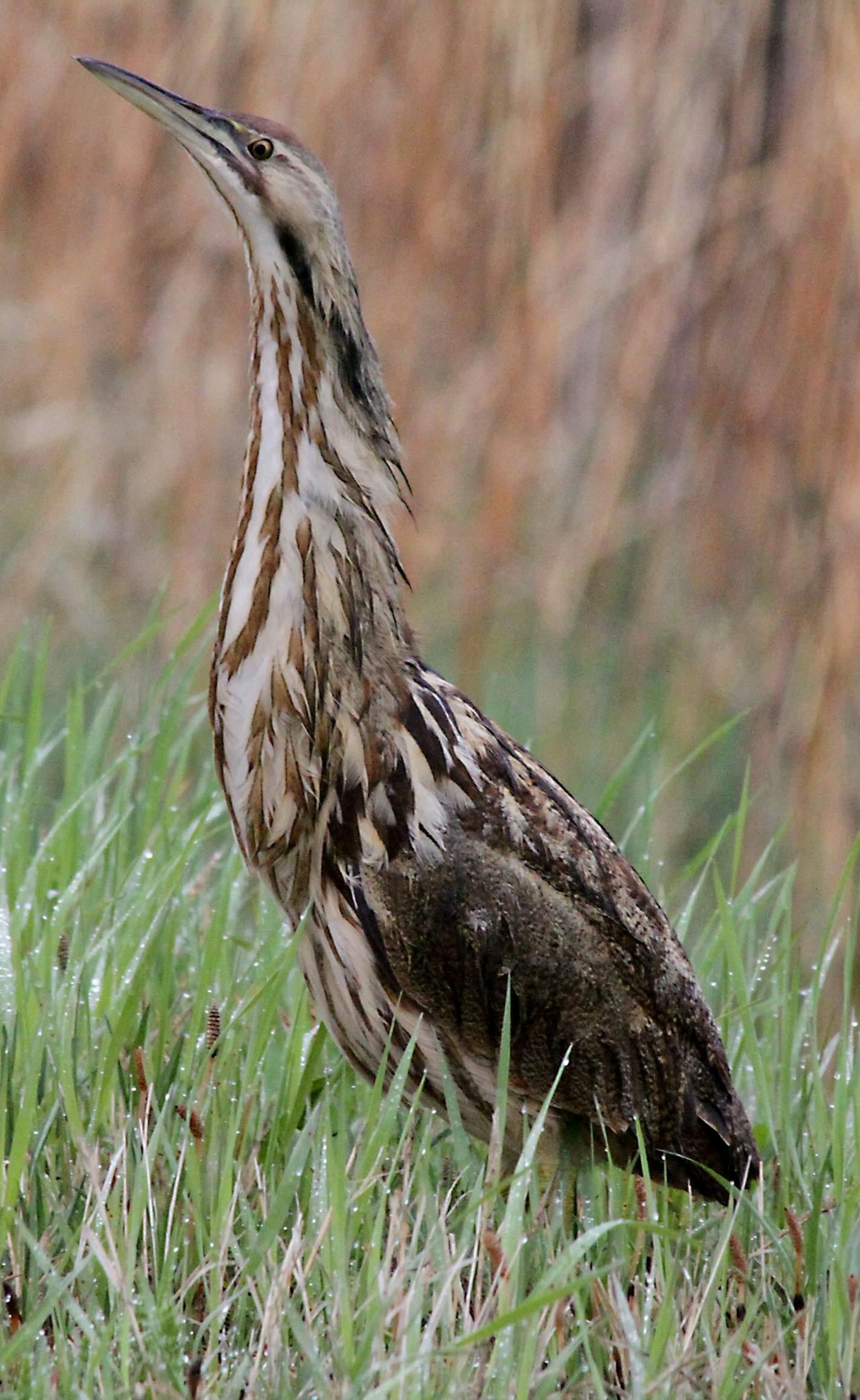 Photo by Carrol Henderson. An American bittern in Agassiz National Wildlife Refuge. ORG XMIT: MIN1405291222433702