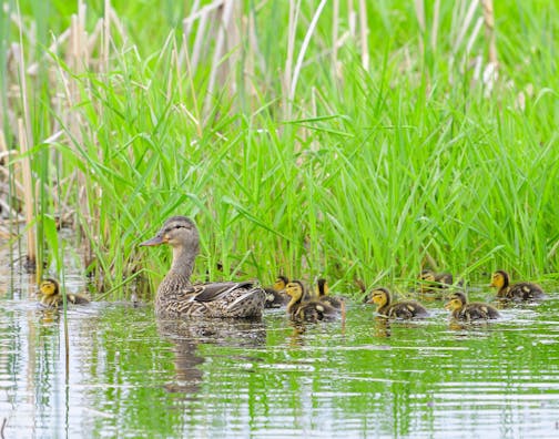 Malllard duck hen and brood are a typical wetland sight.