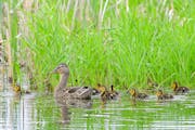 Malllard duck hen and brood are a typical wetland sight.