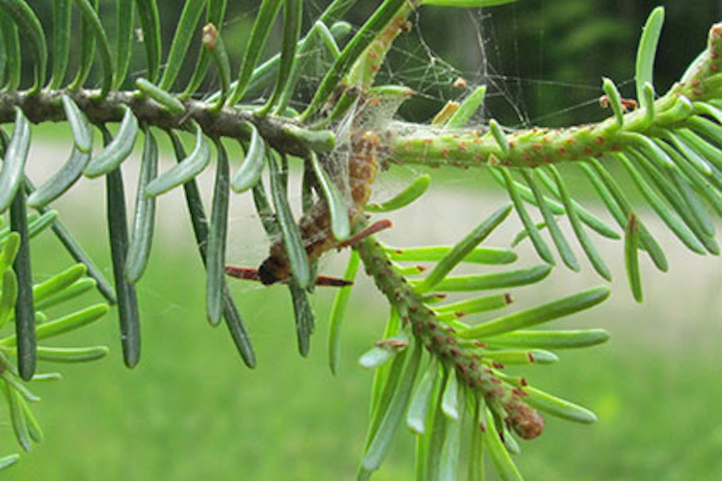 Typical feeding damage from spruce budworm on a fir.