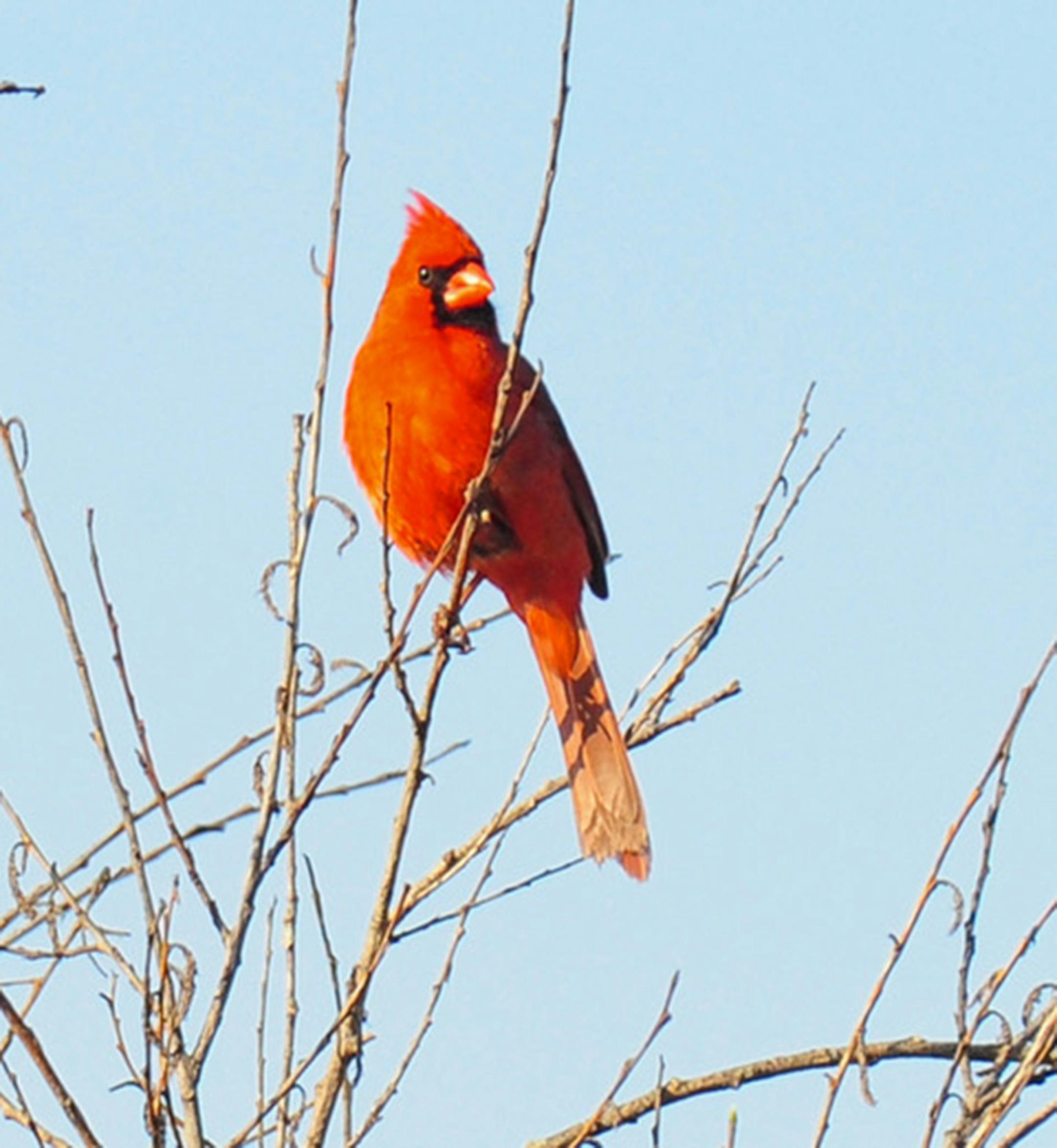 Jim Williams photo: Male Northern cardinal