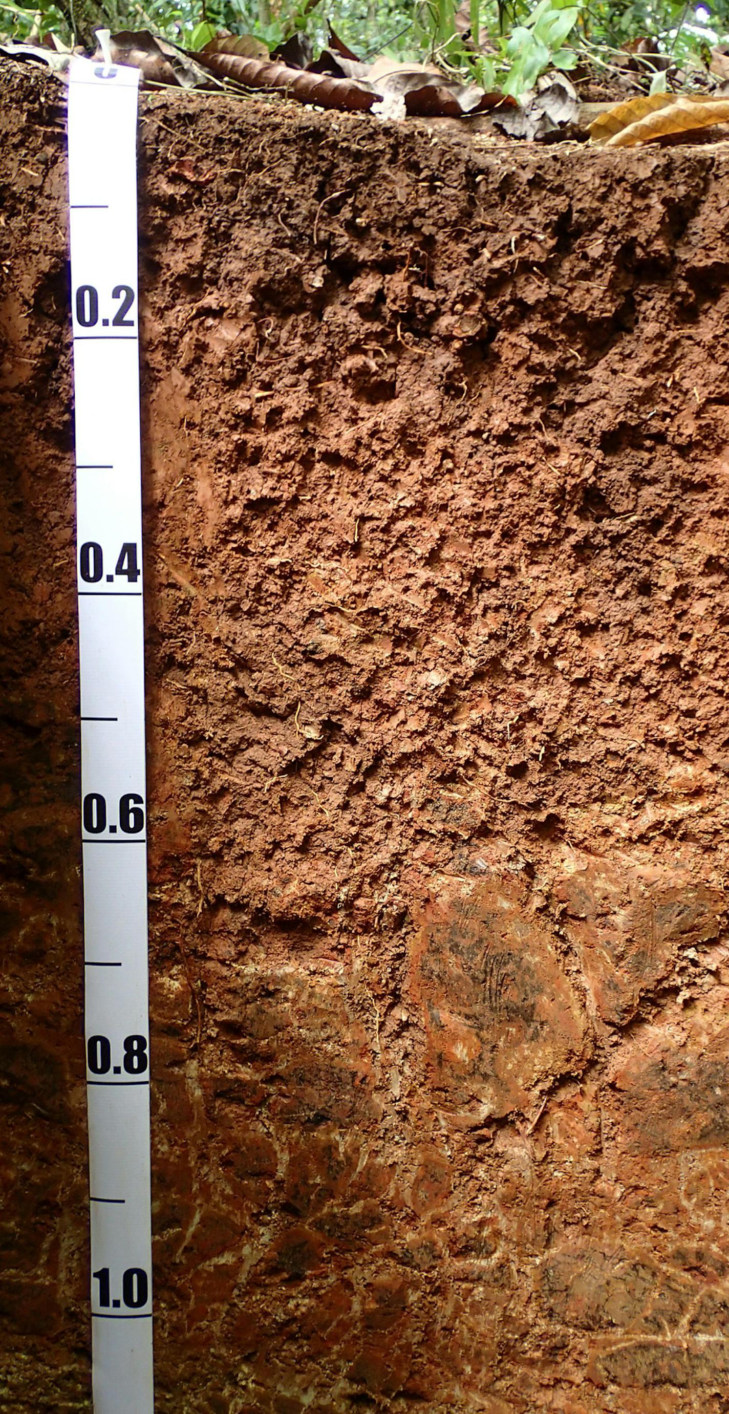 A photo provided by Ben Turner, shows, One of Dr. Andrew Nottingham's soil profile pits in Panama. Warming soils in the tropics could cause microbes to release carbon dioxide from storage. (Ben Turner via The New York Times) -- NO SALES; FOR EDITORIAL USE ONLY WITH NYT STORY CLIMATE-TROPICAL-SOIL BY GABRIEL POPKIN FOR AUG. 12, 2020. ALL OTHER USE PROHIBITED. --