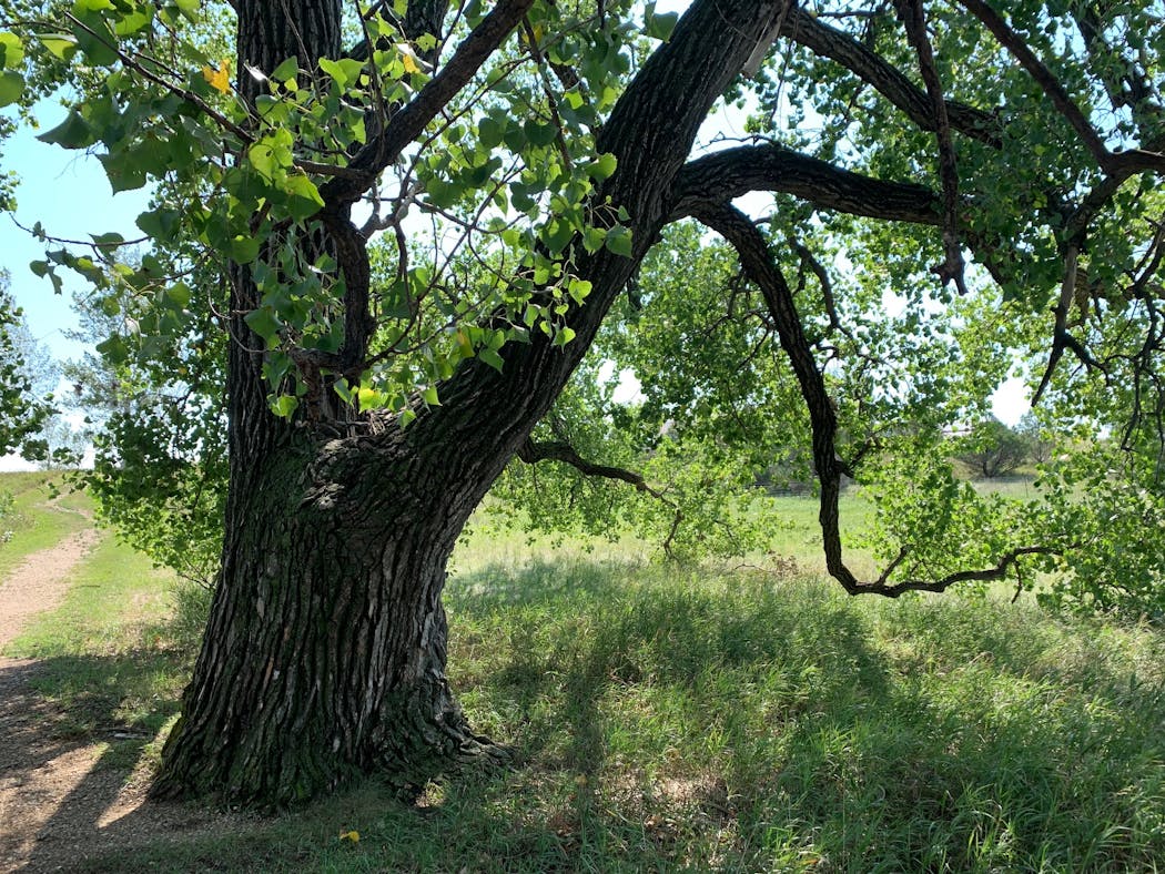 A cottonwood tree planted by Charles (Pa) Ingalls on the Ingalls Homestead.