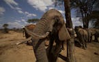 ITHUMBA, TSAVO EAST NATIONAL PARK, KENYA- Orphaned young elephants like this one are, in their early years, fed an elephant milk formula that took Dap
