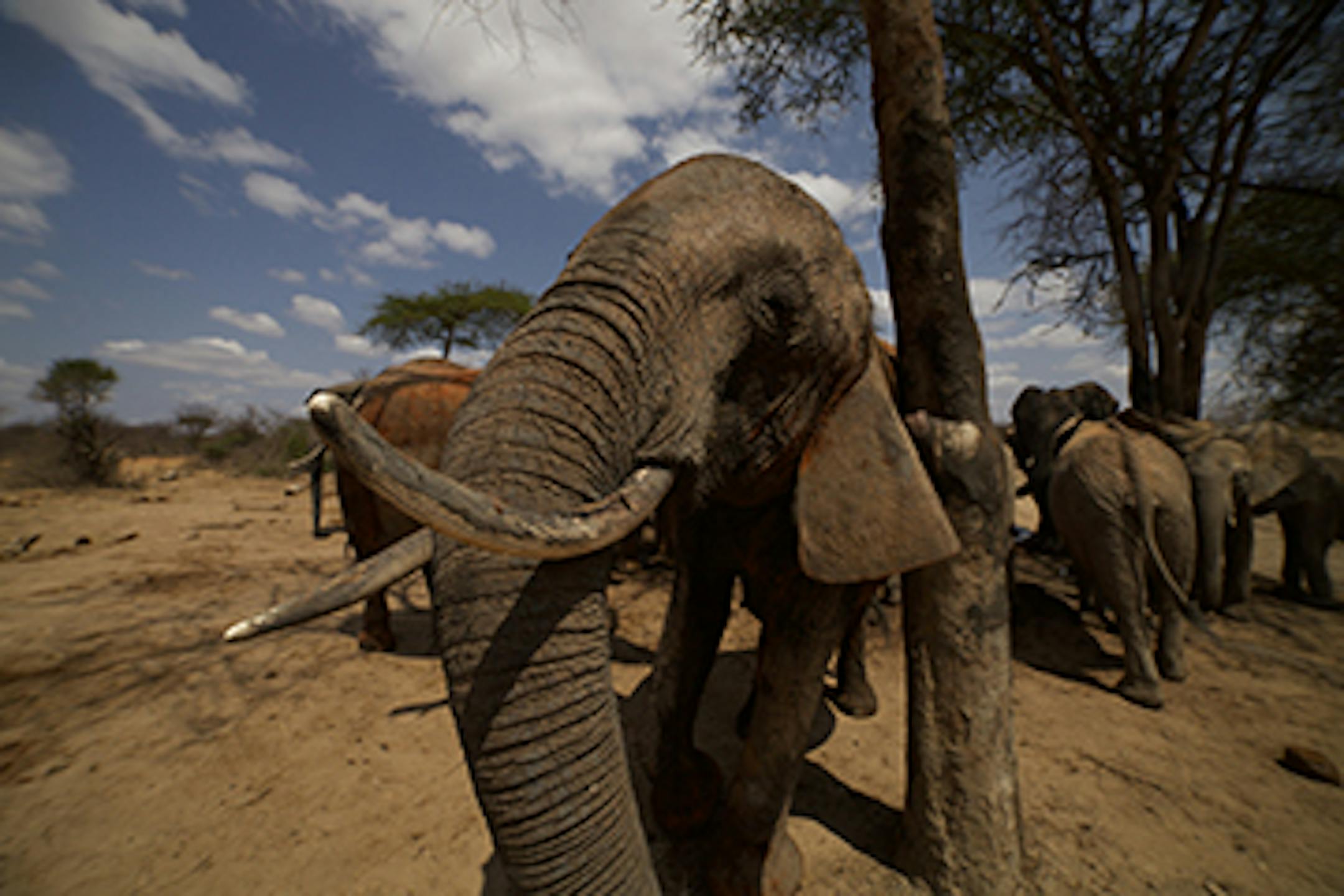 ITHUMBA, TSAVO EAST NATIONAL PARK, KENYA- Orphaned young elephants like this one are, in their early years, fed an elephant milk formula that took Daphne Sheldrick -- who founded the David Sheldrick Wildlife Trust -- nearly three decades to perfect.