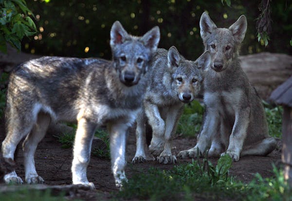 JIM GEHRZ &#xef; jgehrz@startribune.com Forest Lake/August 2, 2008/7:30AM] Several Canadian wolf pups are being cared for at the Wildlife Science Cent
