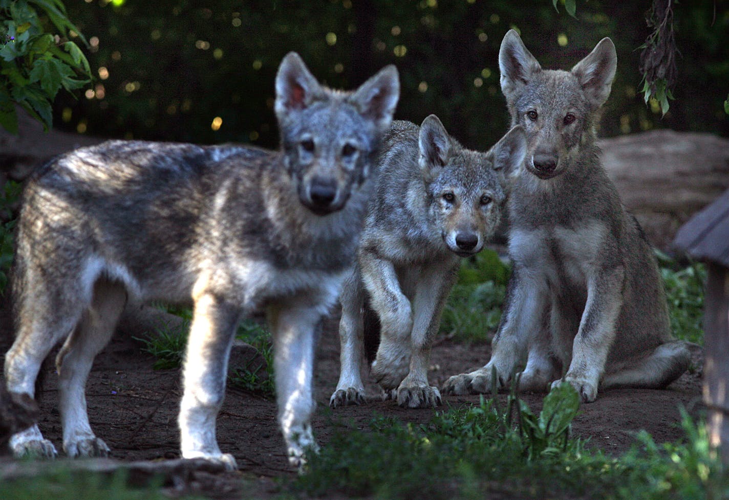 JIM GEHRZ &#xef; jgehrz@startribune.com Forest Lake/August 2, 2008/7:30AM] Several Canadian wolf pups are being cared for at the Wildlife Science Center in Forest Lake. The pups, now each about 35 pounds, are the subjects of a study about non-surgical sterilization methods in an effort to learn better ways to control wolf populations.