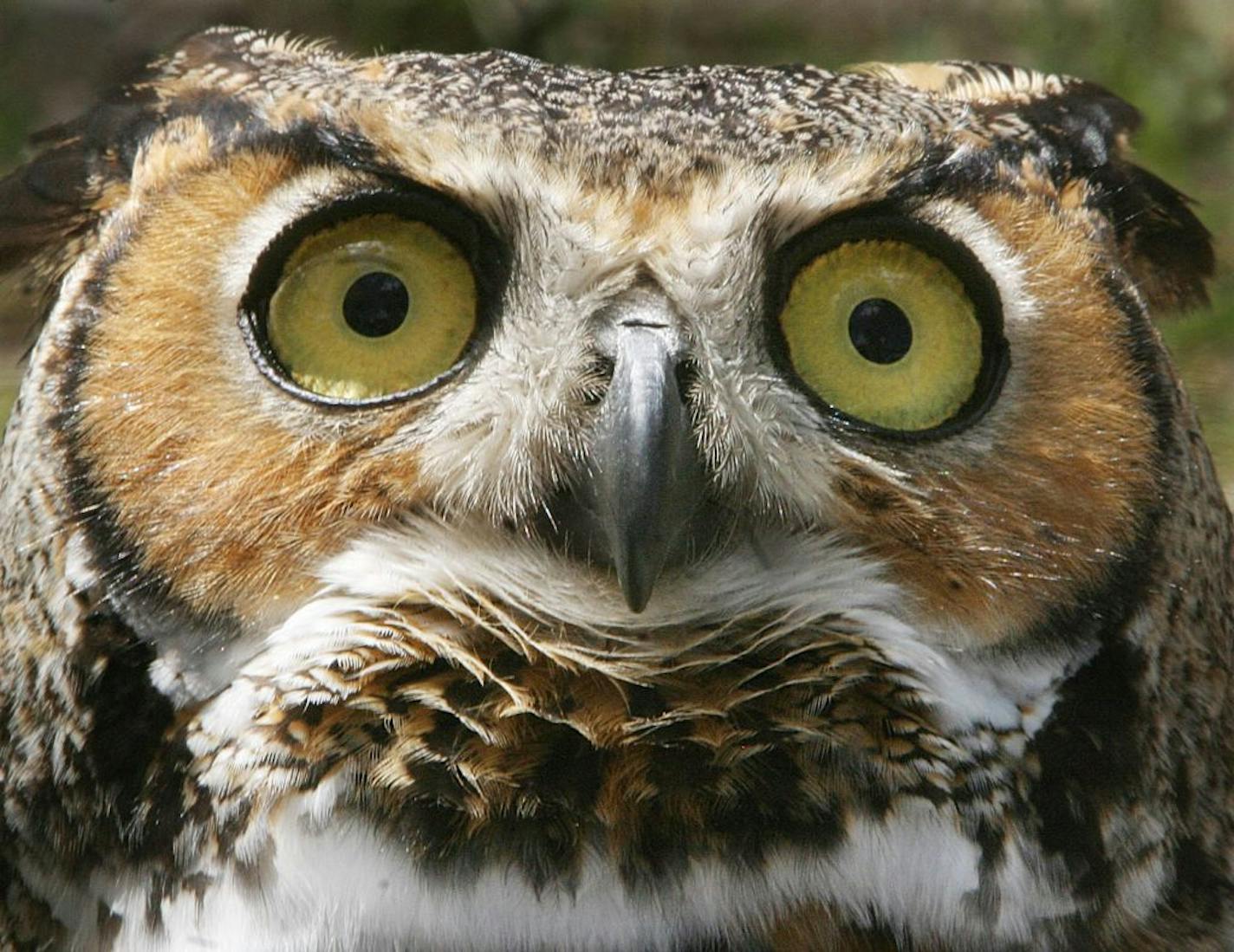 A great horned owl, on display by Wrede's Wildlife Rehabilitation Center, Inc., from Sebring, Fla., looks at the camera, at the Native American Earth Festival at Reed Canal Park in South Daytona, Fla., Sunday, March 15, 2009. The event featured native American dancing, arts and crafts and shows.