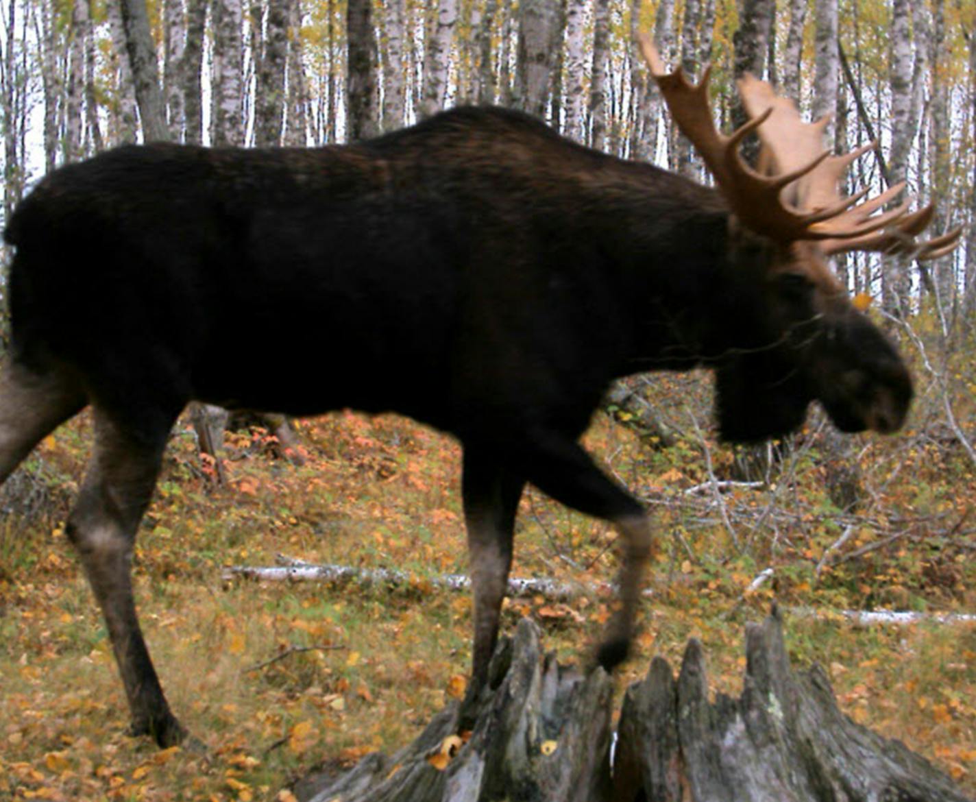 The imatge of this bull moose was captured by a trail camera. Chippewa members of three northern Minnesota bands either have hunted moose this fall, or plan to &#xf3; at a time when the state has suspended moose hunting.