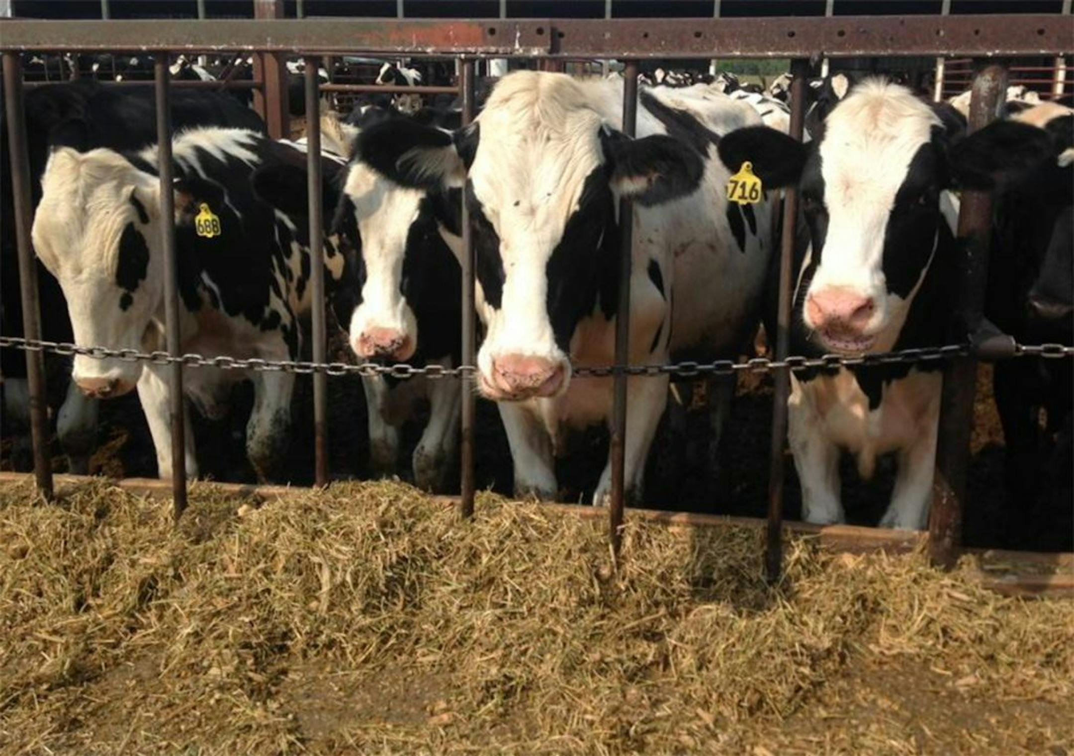 Red Lake County strutted its stuff in August 2015 to impress Washington Post detractor Christopher Ingraham, who labeled it the ugliest county in the United States.