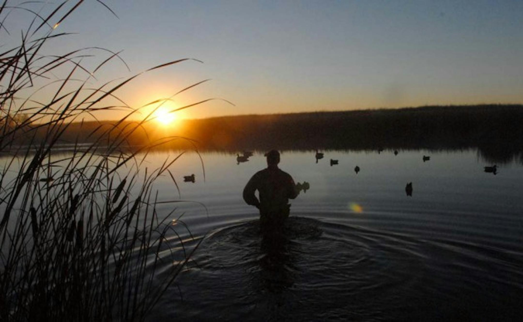 At 7 a.m. Saturday morning, duck hunters across Minnesota began setting their decoys in anticipation of legal shooting, which began at 9 a.m. Birds were fairly abundant in parts of west-central Minnesota.