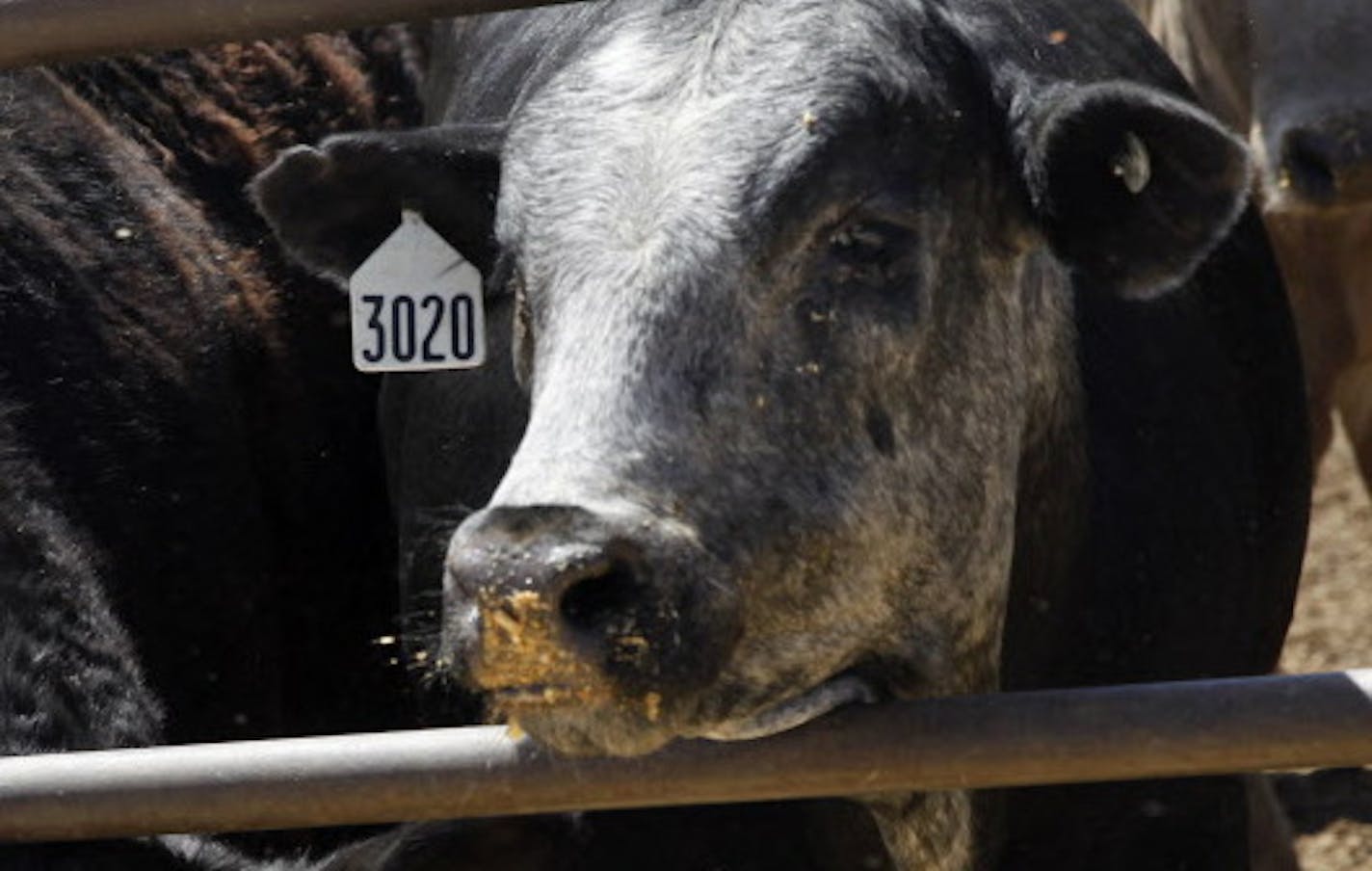 On April 30th, 2014 at the Cargill feedlot in Dalhart, Texas, the steers and heifers are given silage that is boosted with vitamins .]richard.tsong-taatarii/rtsong-taatarii@startribune.com