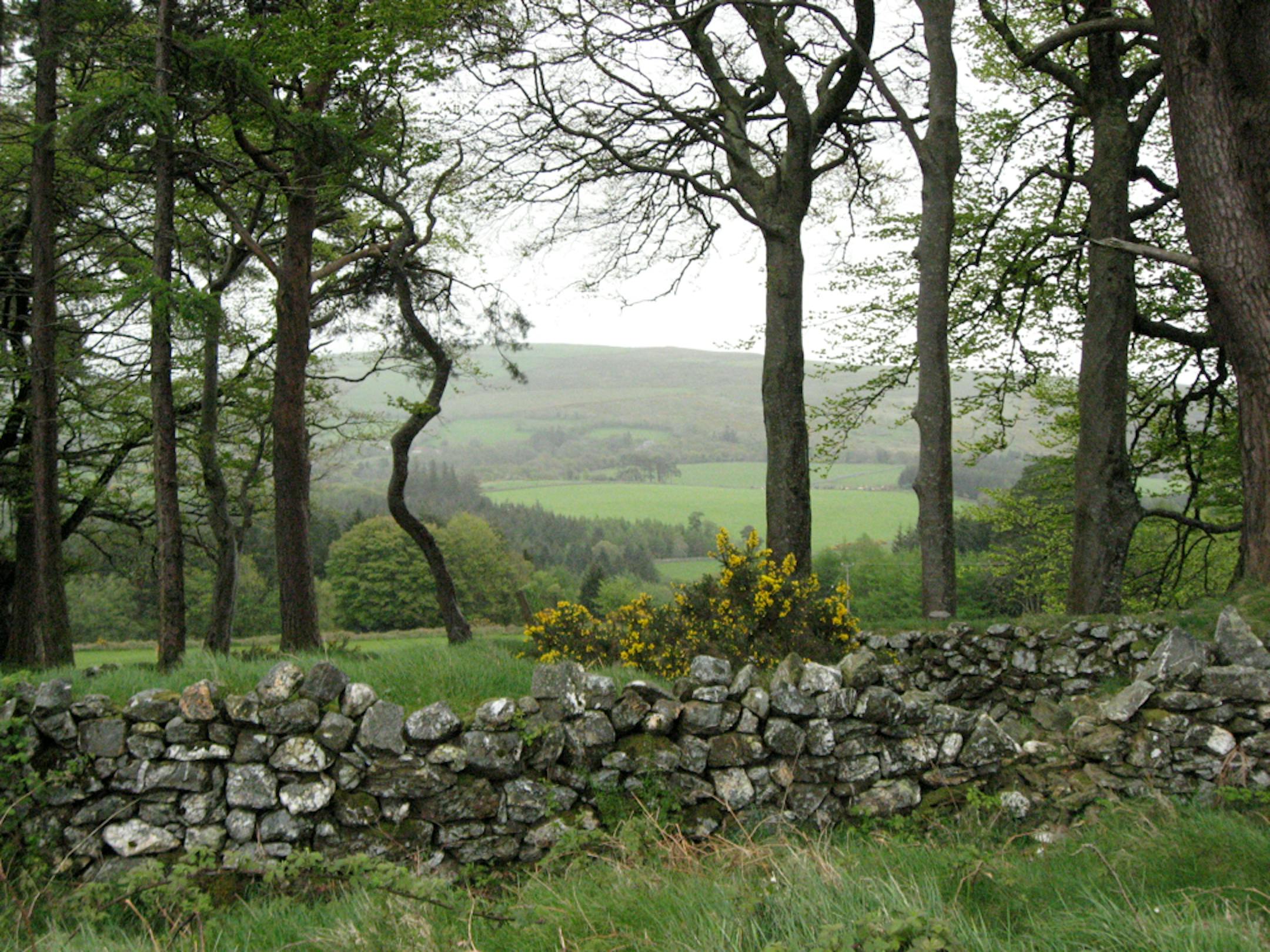 Along a walkway in County Wicklow.