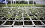 Cannabis is seen growing in Leafline Labs headquarters in Cottage Grove in April. Leafline is one of two licensed manufacturers in Minnesota.