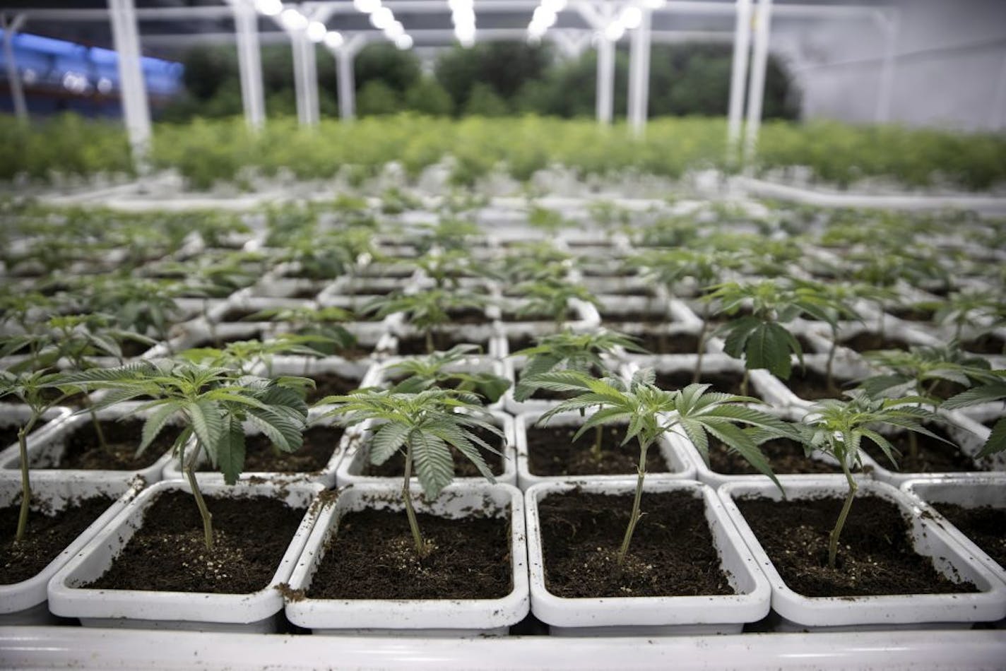 Cannabis is seen growing in Leafline Labs headquarters in Cottage Grove in April. Leafline is one of two licensed manufacturers in Minnesota.