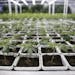Cannabis is seen growing in Leafline Labs headquarters in Cottage Grove in April. Leafline is one of two licensed manufacturers in Minnesota.