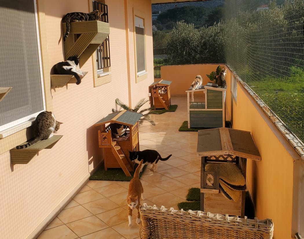 At the Let’s be S.M.A.R.T. resort — er, shelter — cats lounged on a balcony enjoying fresh air and sunshine.