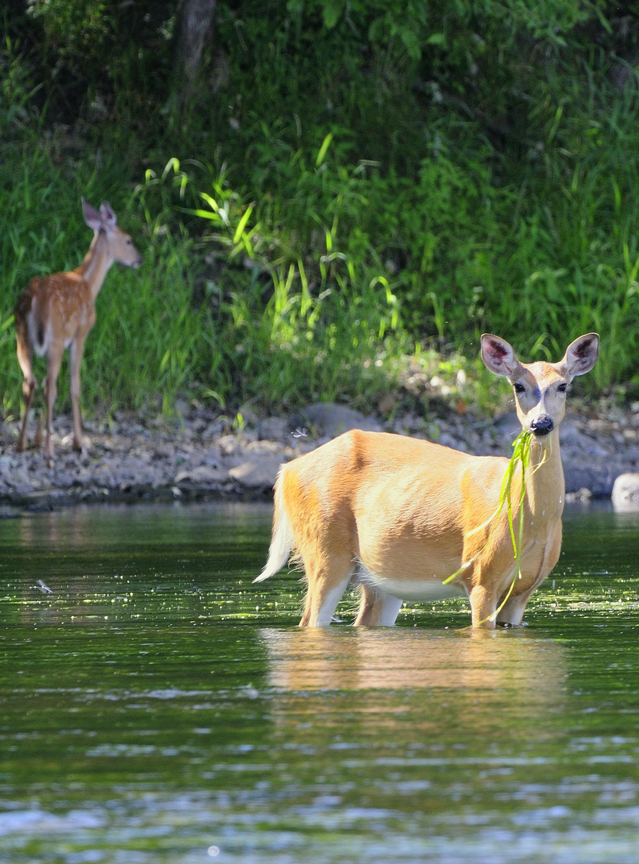 DO NOT USE. ONE-TIME ONLY WITH BILL MARCHEL COPY. Photo by Bill Marchel. A whiltetail doe has a mouthful of wild celery, a favorite summertime food for deer. Early morning and late afternoon are the best times for boaters to spot deer.