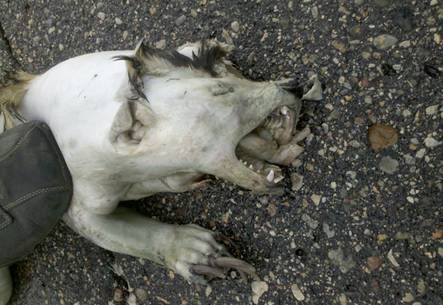 The Minnesota DNR received this picture of roadkill from Alexandria. The badger, assuming that's what it was, probably lost its hair during the decomposition process.