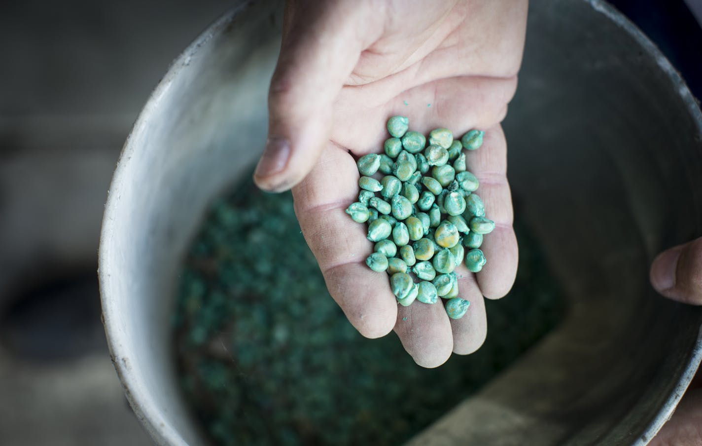 Gary Schrad held some leftover Monsanto corn seed he had planted earlier this season at his farm in Albert Lea, Minn., on Tuesday, August 19, 2014. Schrad farms 3,500 acres. ] RENEE JONES SCHNEIDER &#x2022; reneejones@startribune.com