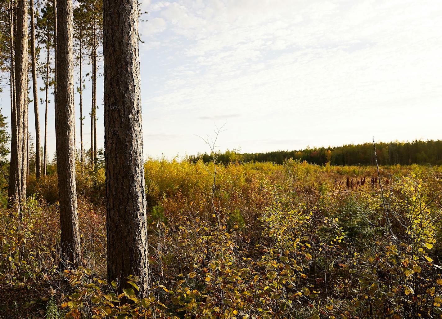 Maturing red pine trees stand next a clear-cut area at Canosia State Wildlife Management Area northwest of Duluth.