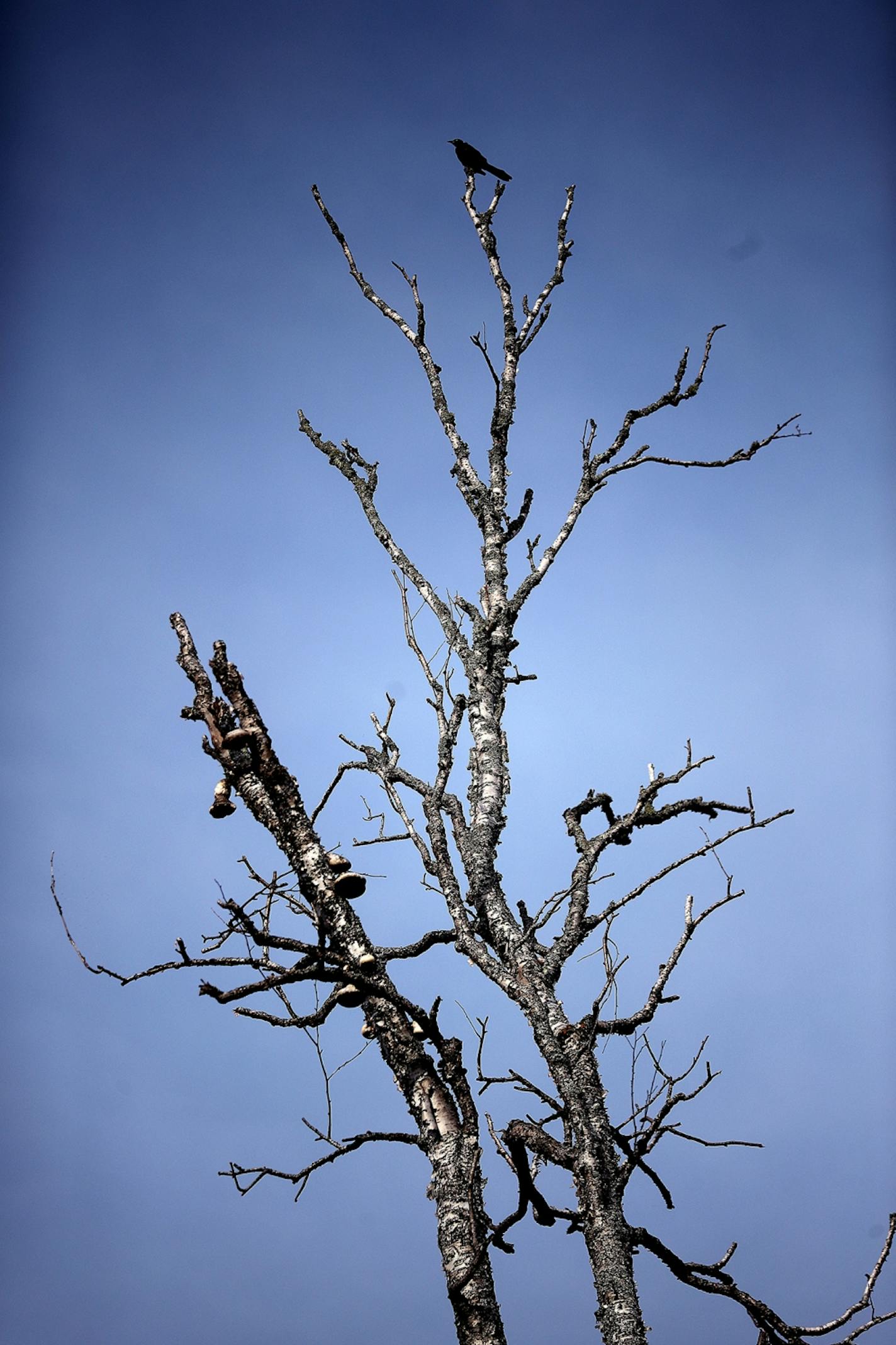 Dead trees tower 30 or 40 feet above the ground, remnants of the 2011 Pagami Creek fire that engulfed 92,000 acres.