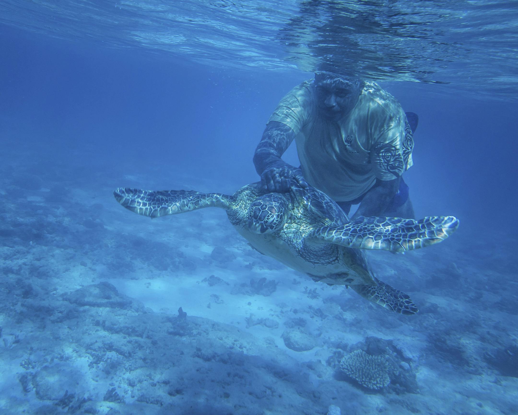 Pita Qarau catches a hawksbill turtle to monitor its health on the Fijian Island of Yadua, Nov. 17, 2016. A moratorium on harvesting turtles and a World Wildlife Fund program have helped replenish Fiji’s turtle population after decades of decline. (Lam Yik Fei/The New York Times)
